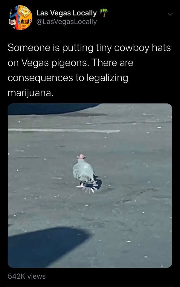 atmosphere - Las Vegas Locally Las Vegas , Someone is putting tiny cowboy hats on Vegas pigeons. There are consequences to legalizing marijuana. views