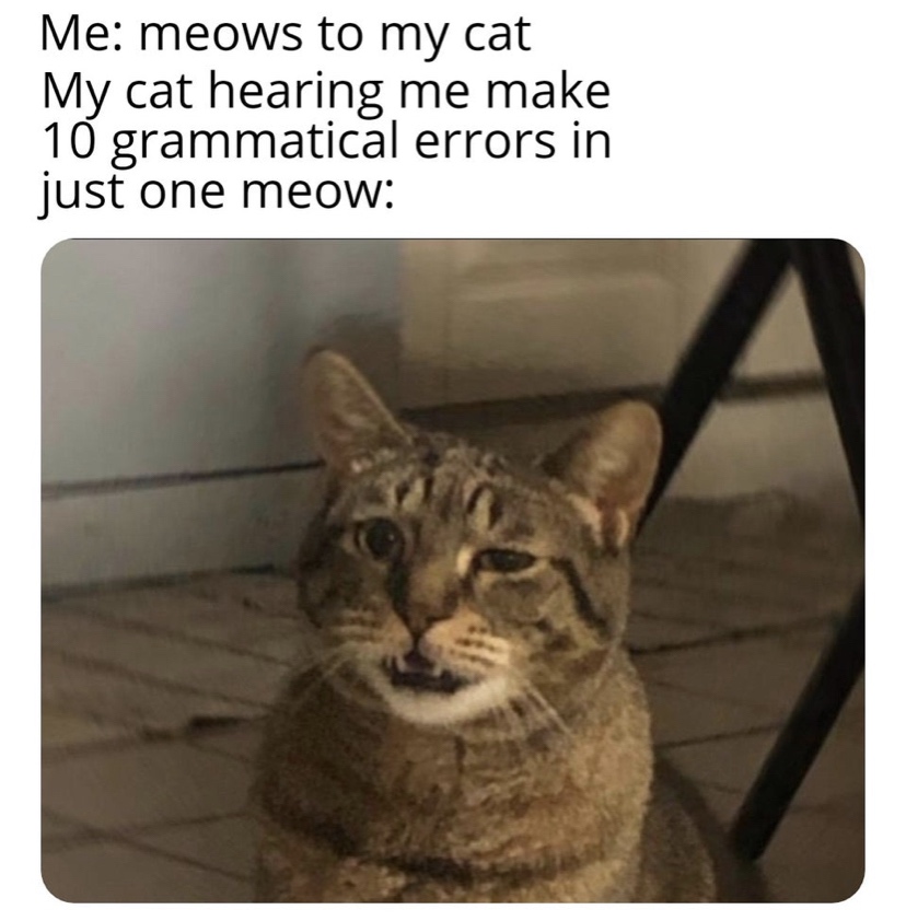 Meow - Me meows to my cat My cat hearing me make 10 grammatical errors in just one meow