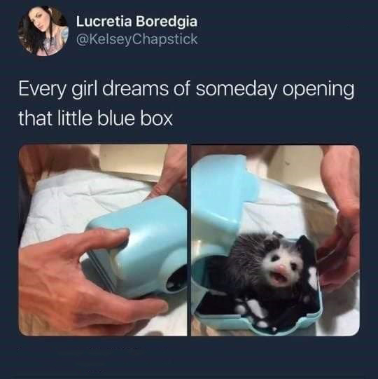 every girl's dream - Lucretia Boredgia Every girl dreams of someday opening that little blue box