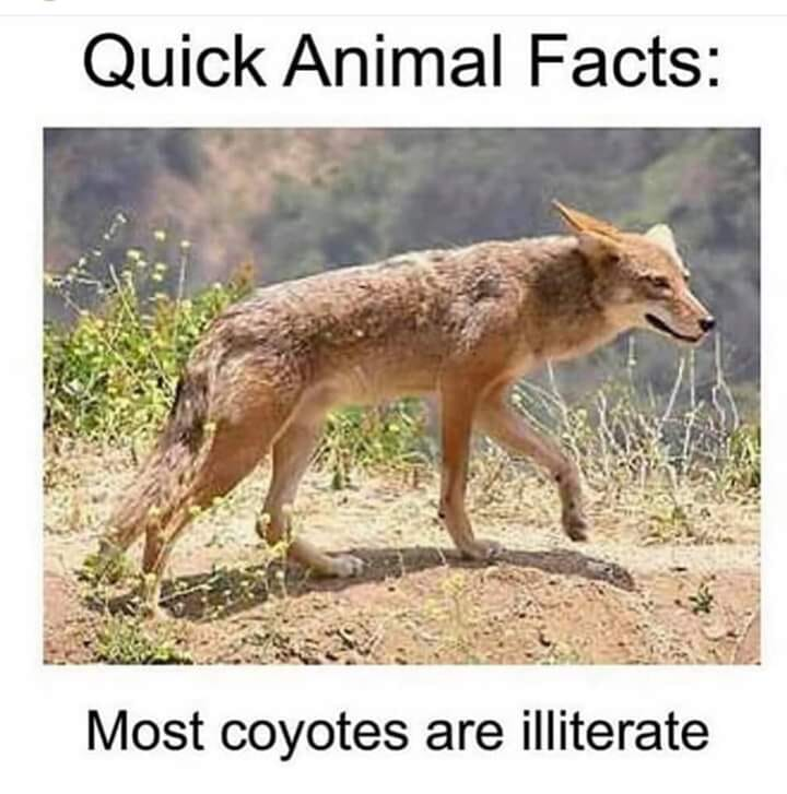 quick animal facts most coyotes are illiterate - Quick Animal Facts Most coyotes are illiterate