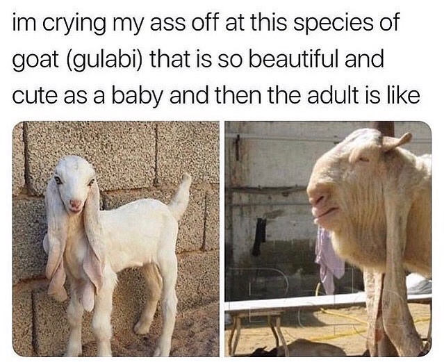 gulabi goat meme - im crying my ass off at this species of goat gulabi that is so beautiful and cute as a baby and then the adult is