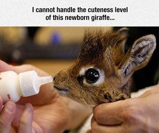 giraffe cute baby animals - I cannot handle the cuteness level of this newborn giraffe...