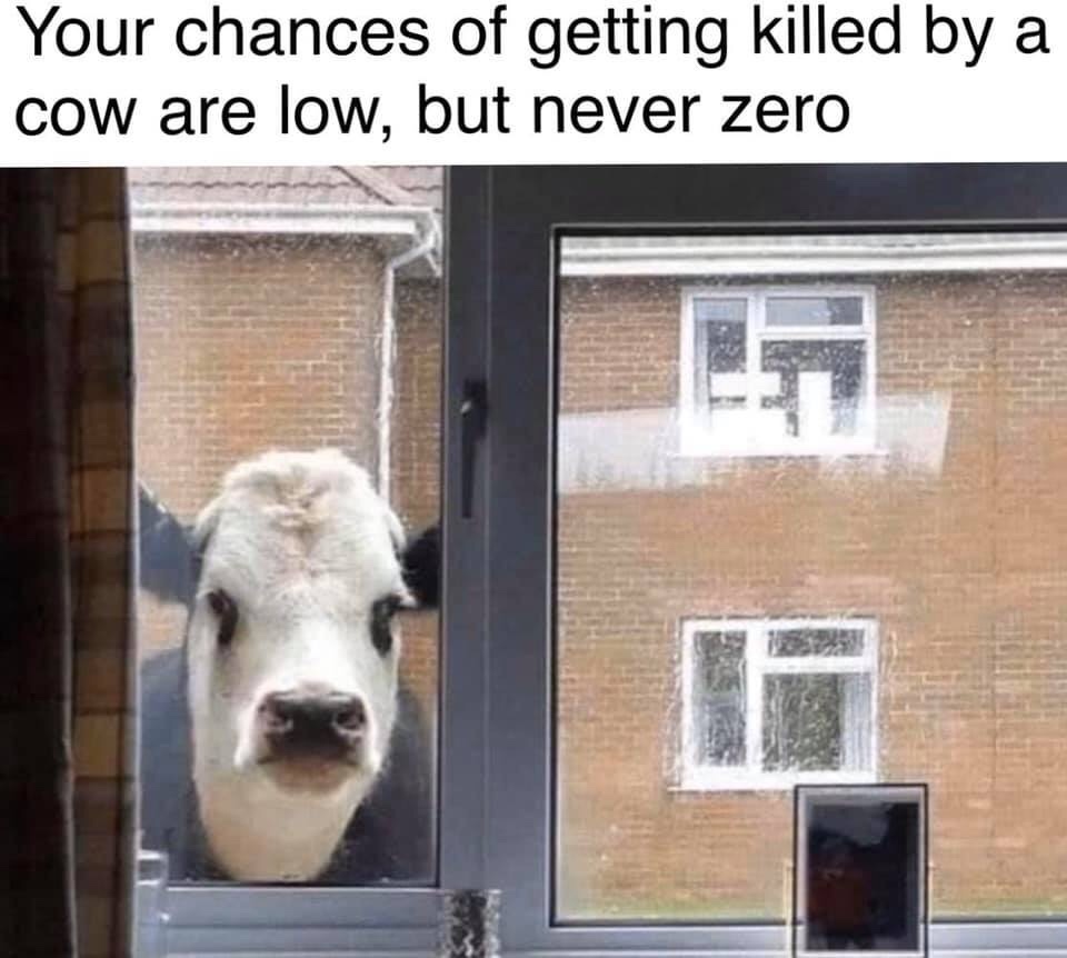cow in window - Your chances of getting killed by a cow are low, but never zero