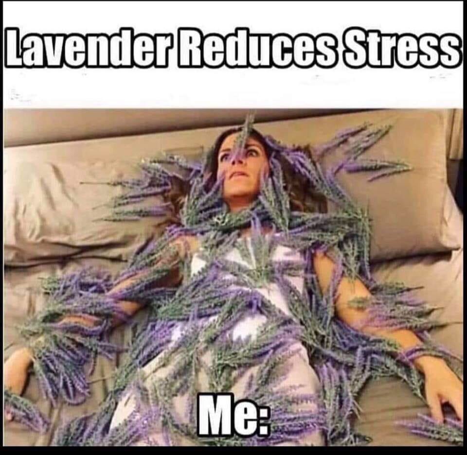 lavender reduces stress - Lavender Reduces Stress Me