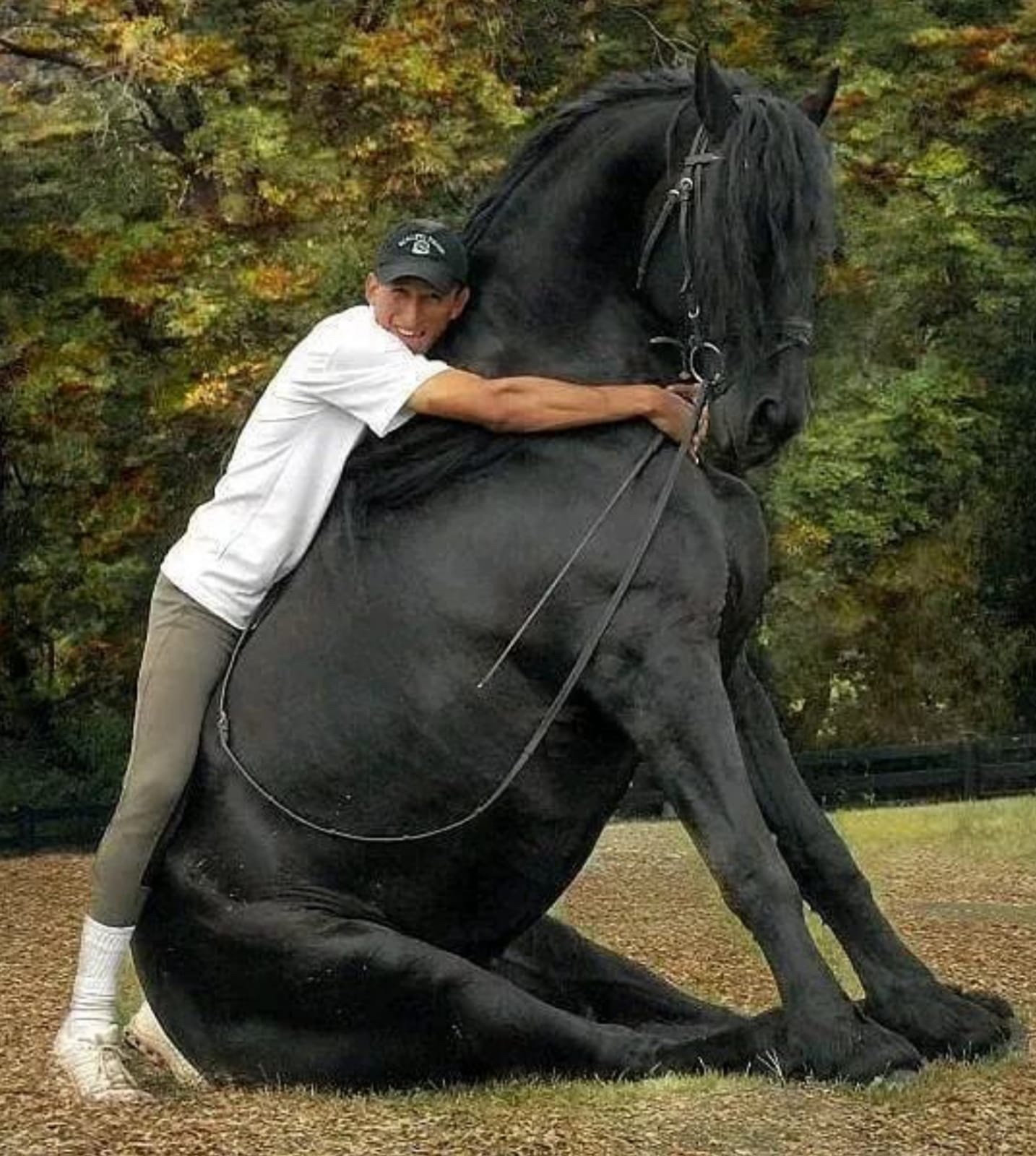 large black horse