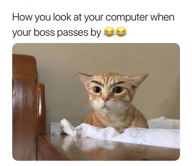 you look at your computer when your boss passes by - How you look at your computer when your boss passes by a
