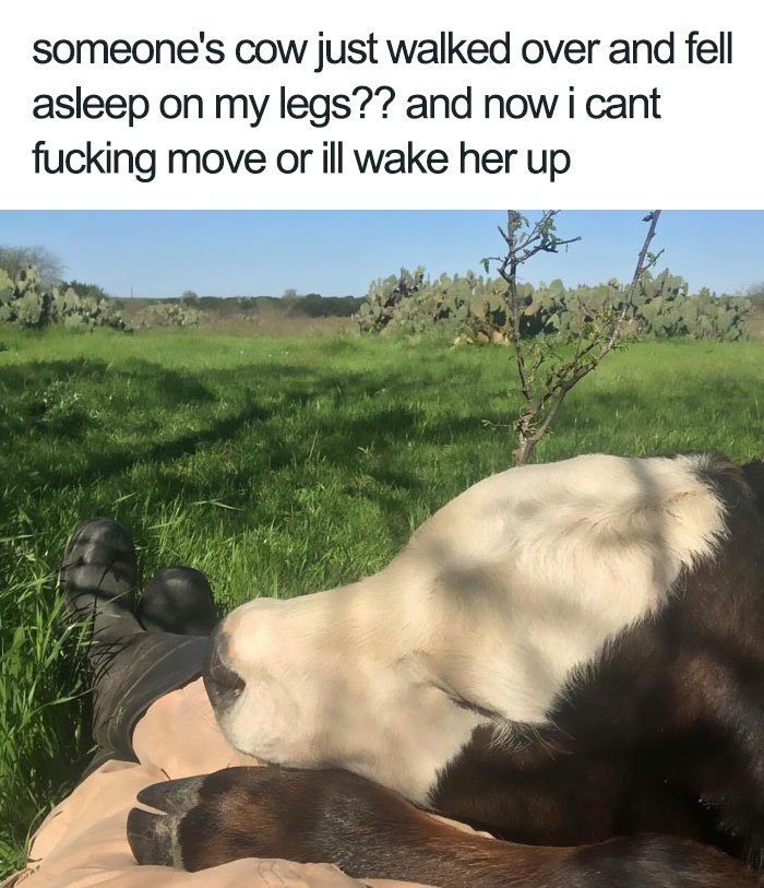 wholesome animal - someone's cow just walked over and fell asleep on my legs?? and now i cant fucking move or ill wake her up
