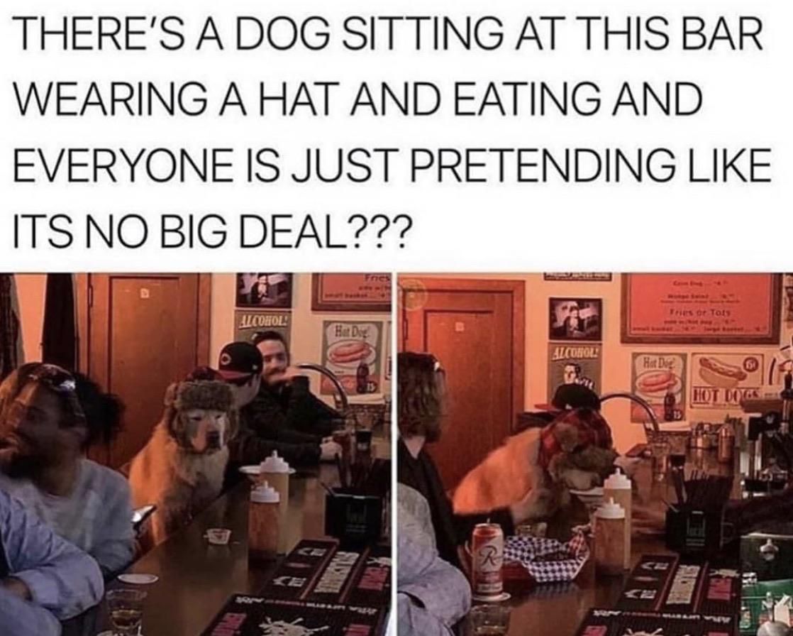 dog sitting at bar meme - There'S A Dog Sitting At This Bar Wearing A Hat And Eating And Everyone Is Just Pretending Its No Big Deal??? Tresor Tots Cohol Alcohol Hot D