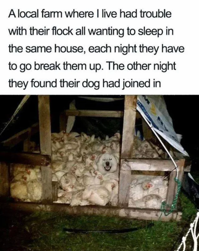 dog memes daily cute animal - A local farm where I live had trouble with their flock all wanting to sleep in the same house, each night they have to go break them up. The other night they found their dog had joined in
