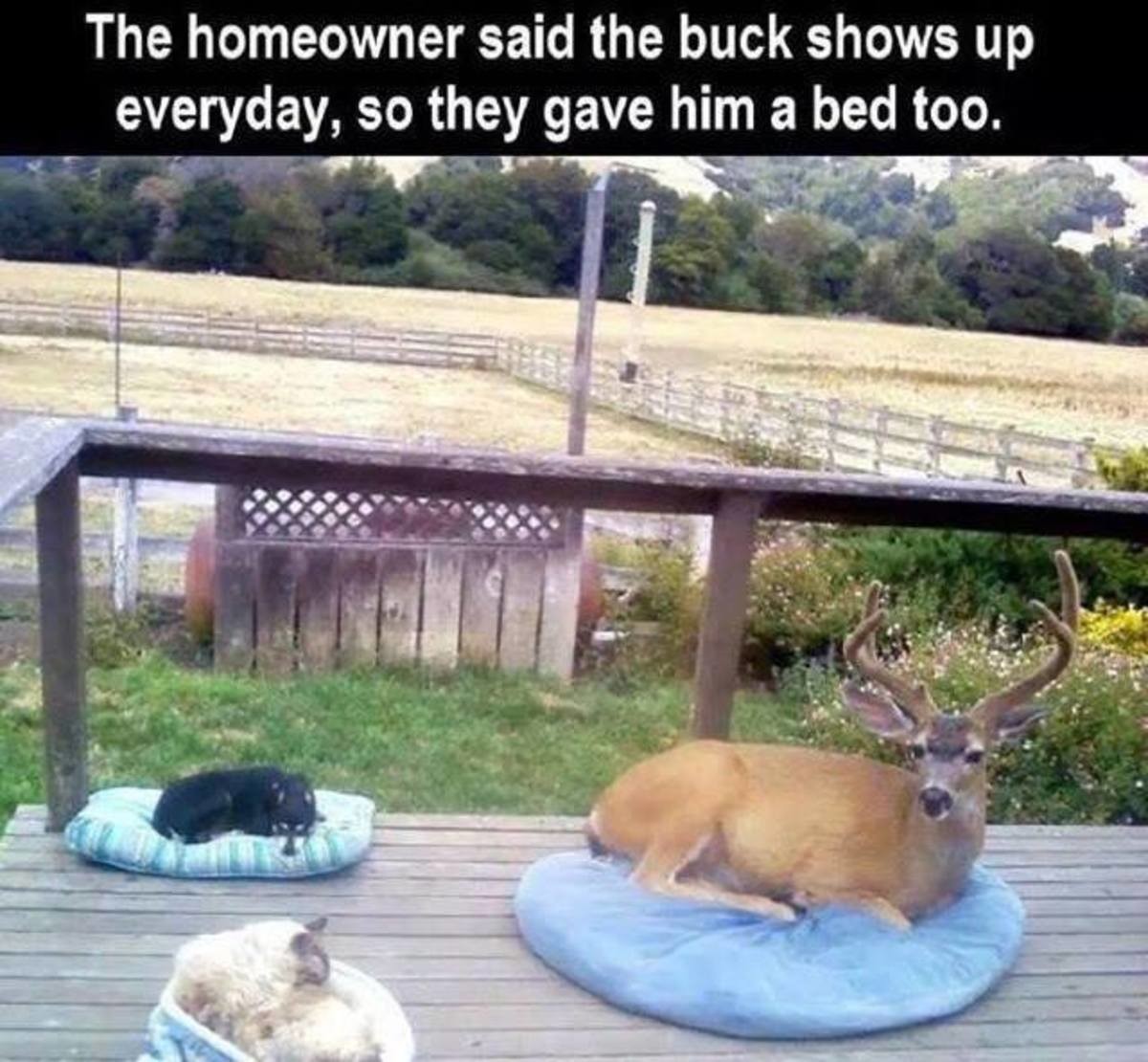 funny oregon memes - The homeowner said the buck shows up everyday, so they gave him a bed too.