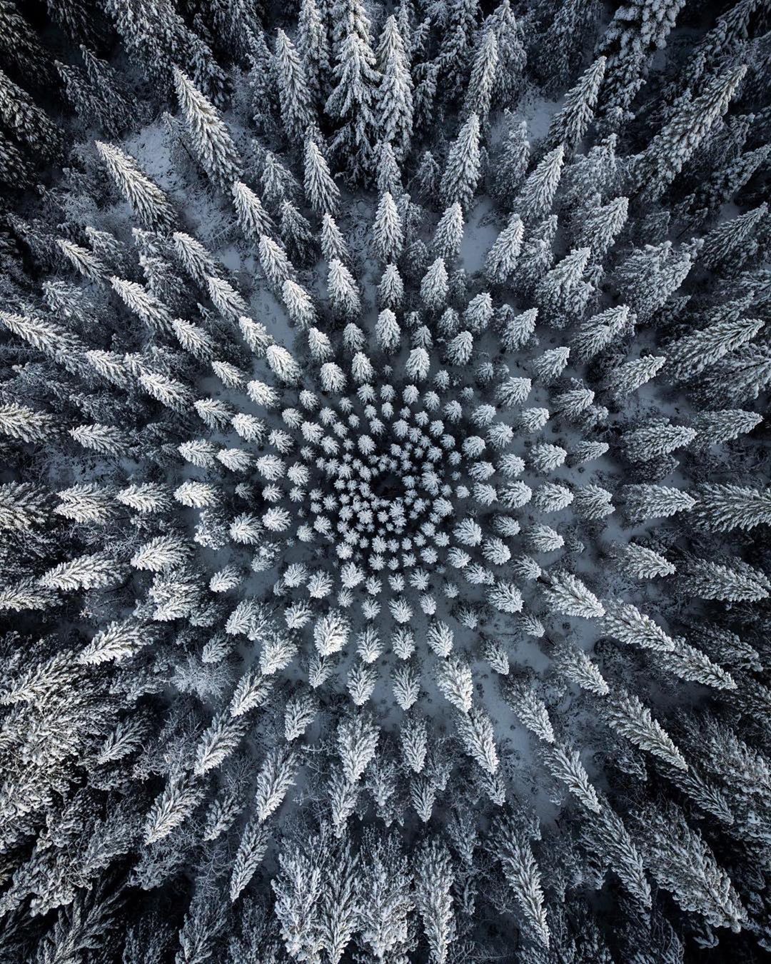 beautiful symmetry images in nature