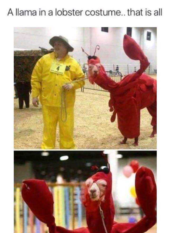 llama lobster costume - Allama in a lobster costume.. that is all