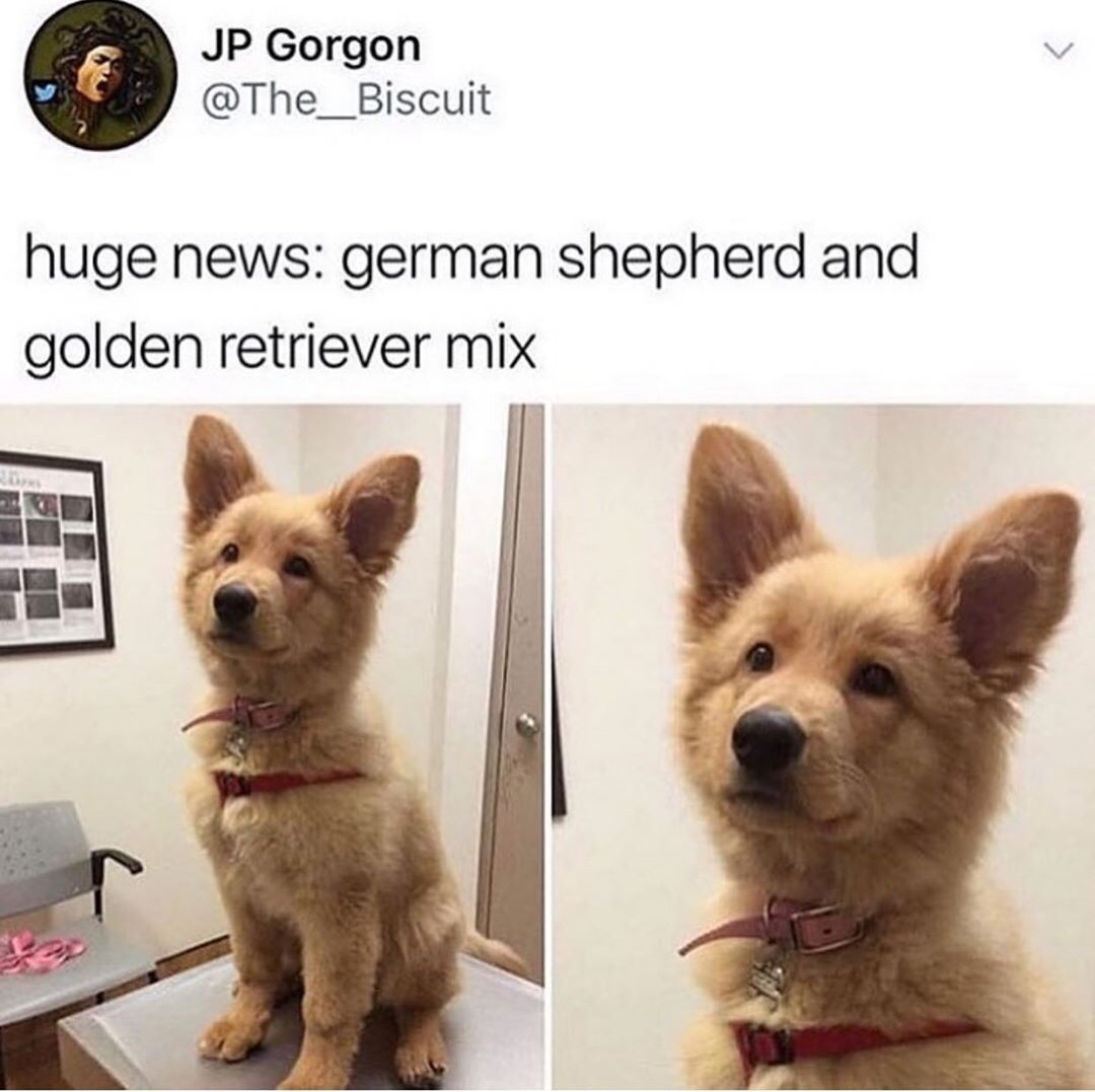 huge news german shepherd golden retriever mix - Jp Gorgon huge news german shepherd and golden retriever mix