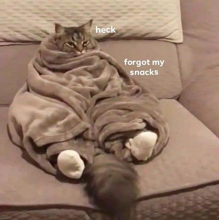 cat with fat rolls - heck forgot my snacks