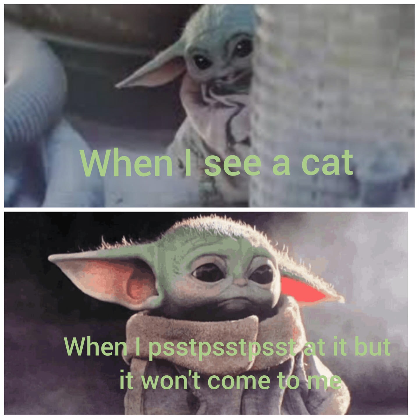 photo caption - When I see a cat When I psstpsstpsset it but it won't come to ma