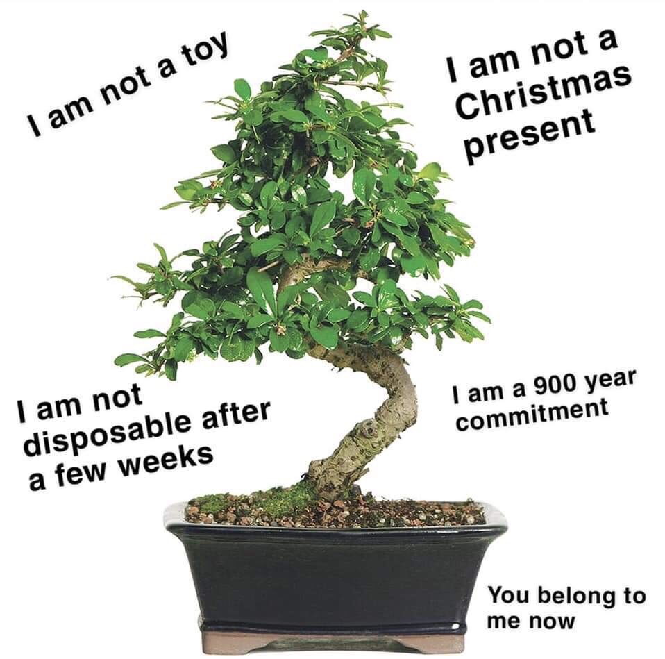 bonsai tree - I am not a toy I am not a Christmas present I am a 900 year commitment I am not disposable after a few weeks You belong to me now