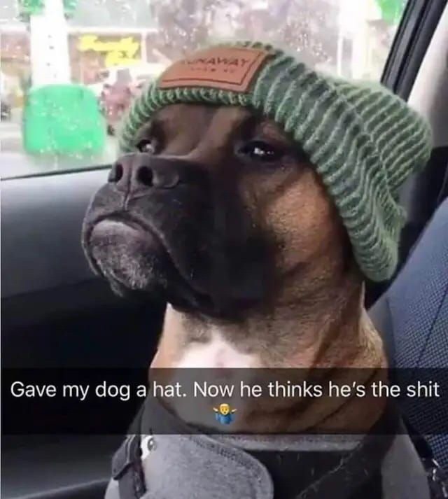 gave my dog a hat now he thinks he's the shit - Gave my dog a hat. Now he thinks he's the shit