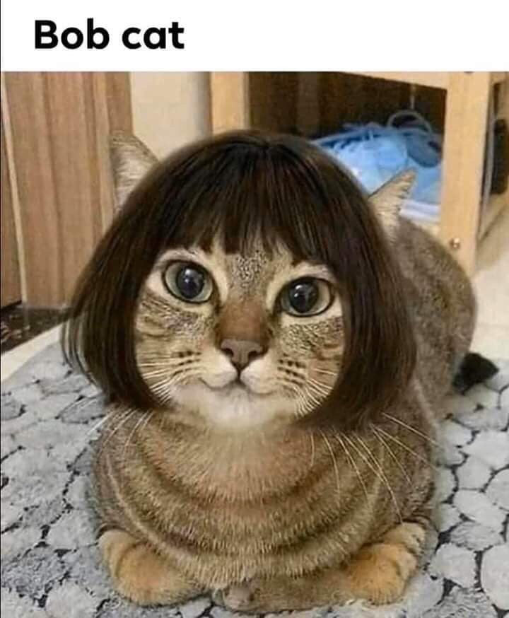 bob cat meme - Bob cat