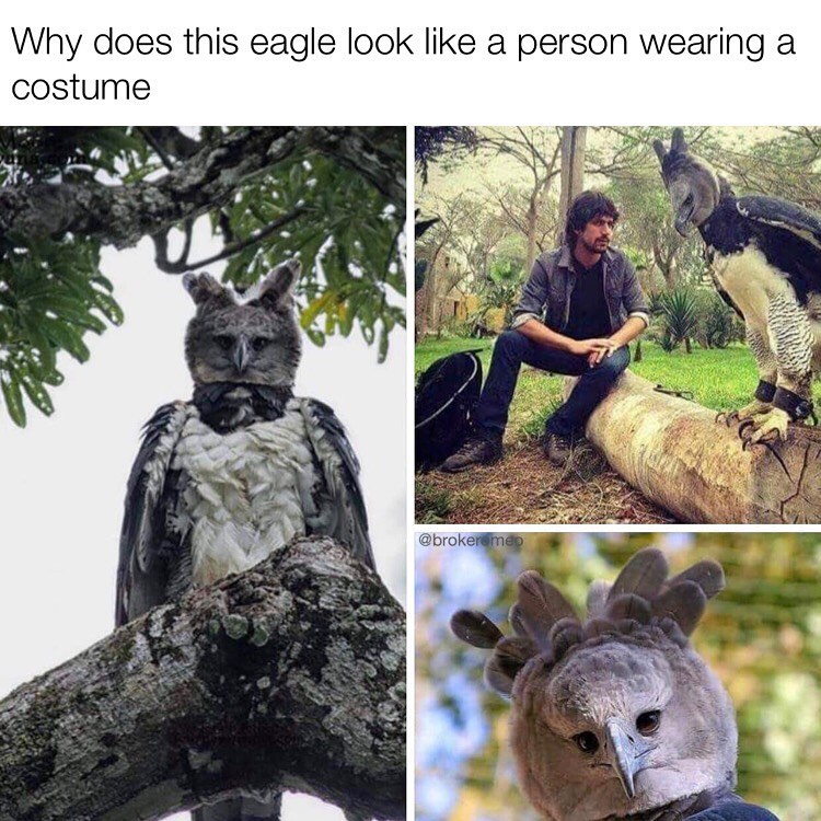eagle that looks like person - Why does this eagle look a person wearing a costume