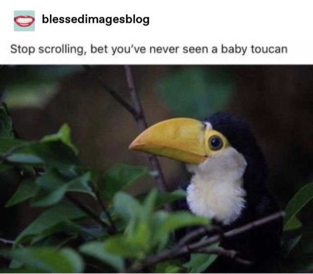 baby toucan - blessedimagesblog Stop scrolling, bet you've never seen a baby toucan