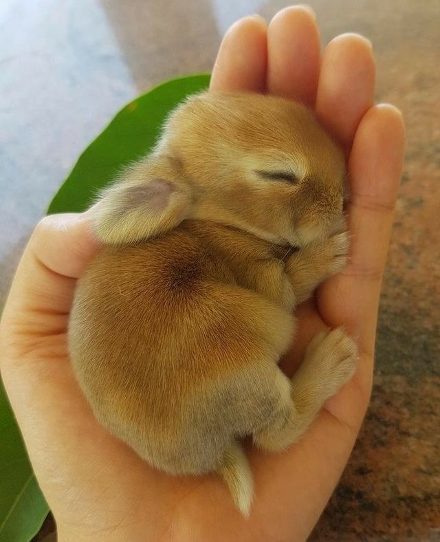 baby bunnies