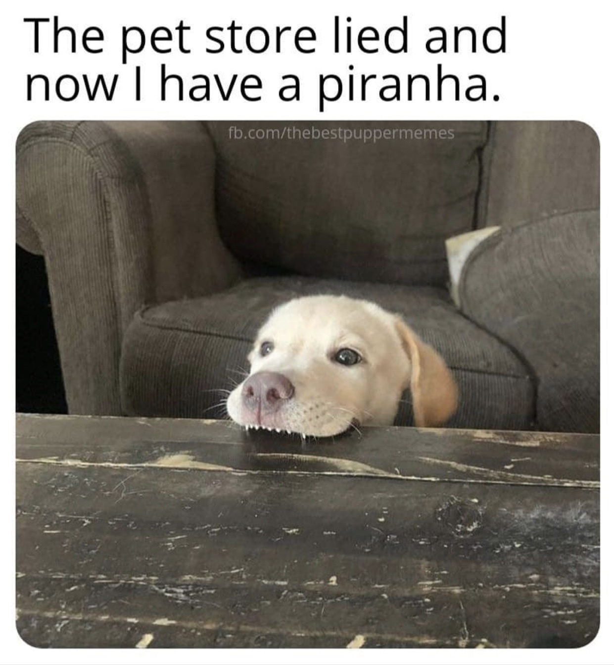 my 3.5 month old piranha - The pet store lied and now I have a piranha. fb.comthebestpuppermemes