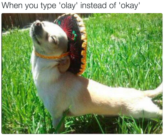 chihuahua sombrero stretching - When you type 'olay' instead of 'okay'