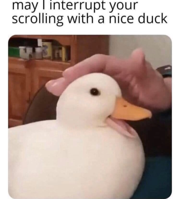 may i interrupt your scrolling - may I interrupt your scrolling with a nice duck