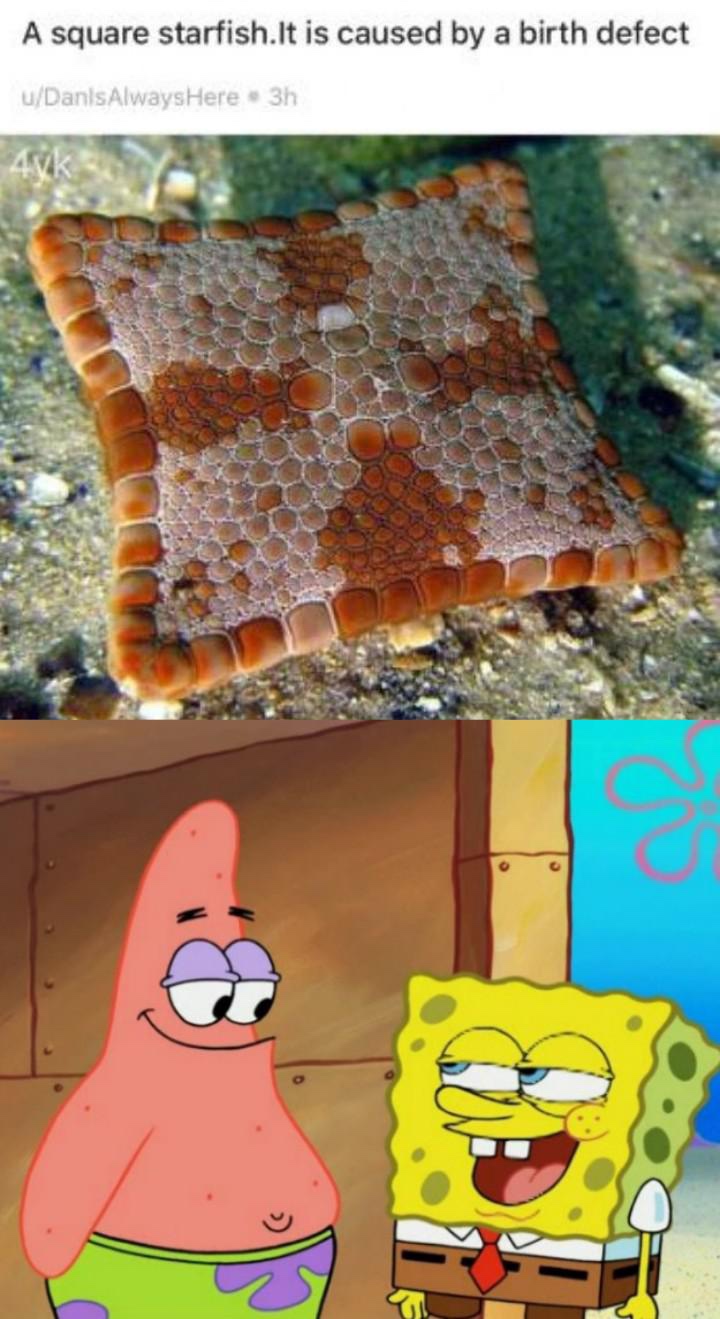 square biscuit starfish - A square starfish.It is caused by a birth defect uDanisAlways Here 3h