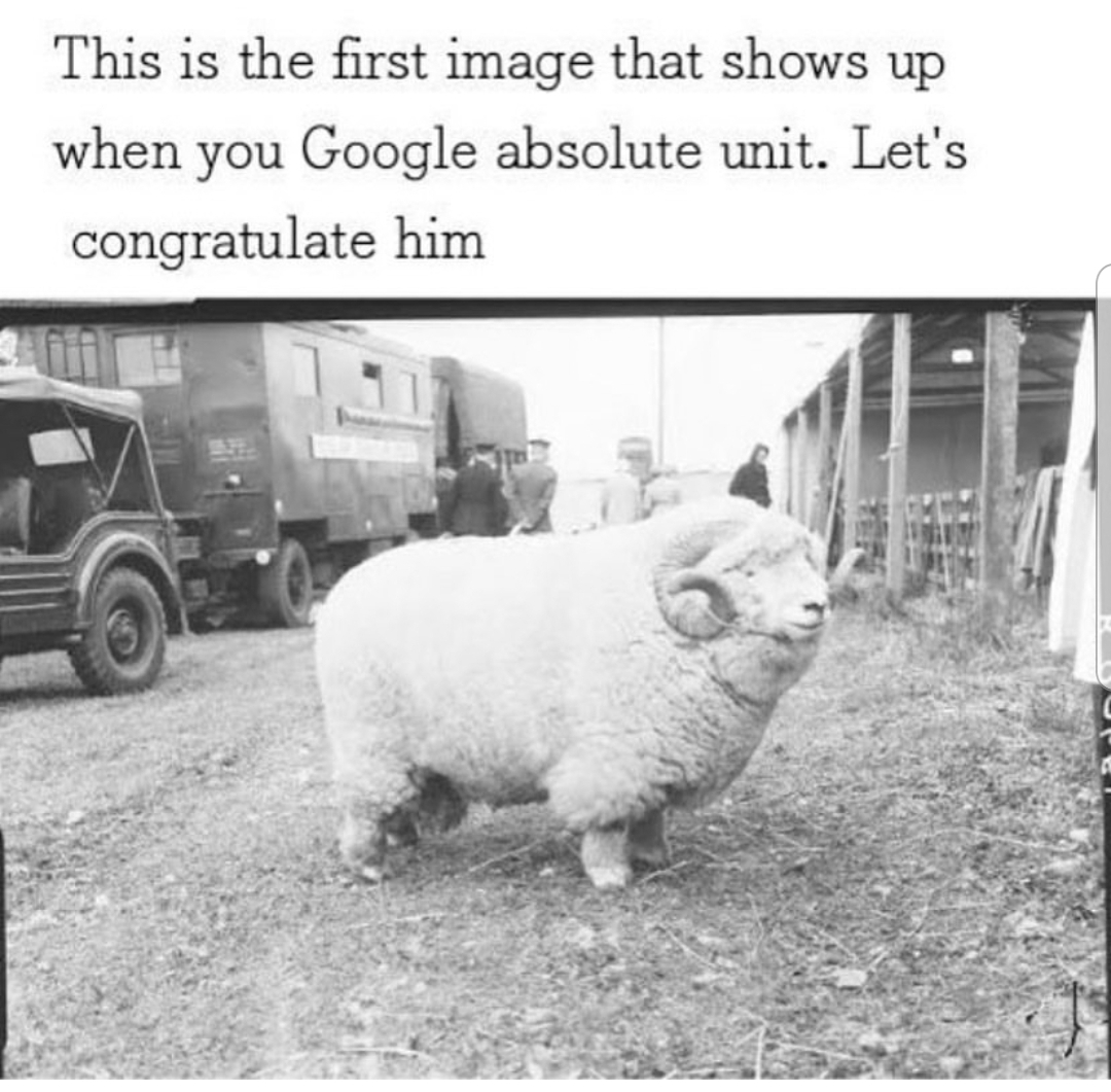 absolute unit sheep - This is the first image that shows up when you Google absolute unit. Let's congratulate him