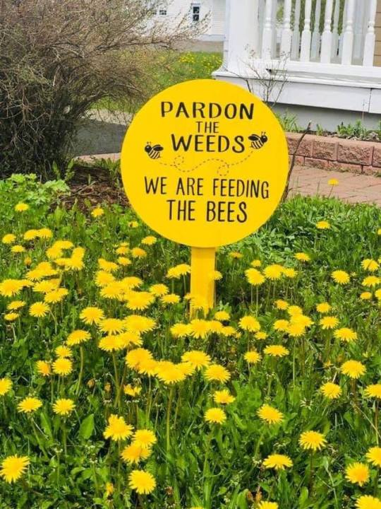 pardon the weeds we re feeding the bees - Pardon The Weeds I We Are Feeding The Bees