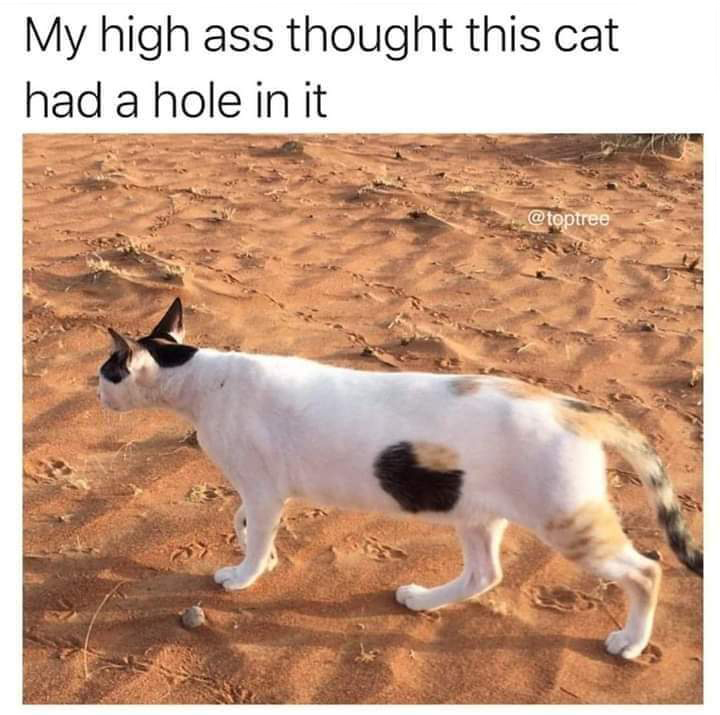 Optical illusion - My high ass thought this cat had a hole in it