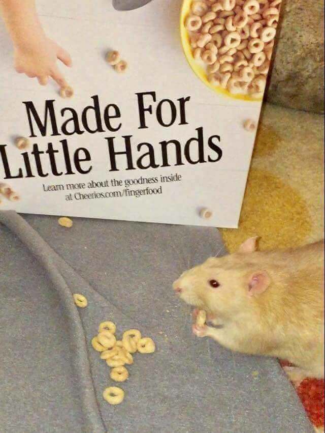 little hands cheerios rat - Made For Little Hands Leam more about the goodness inside at Cheerios.comfingerfood Oon