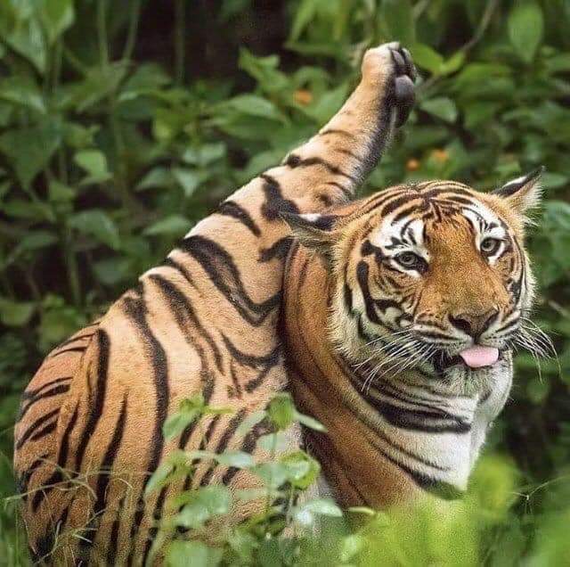 majestic tiger