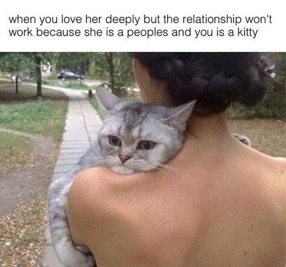 cat relationship meme - when you love her deeply but the relationship won't work because she is a peoples and you is a kitty