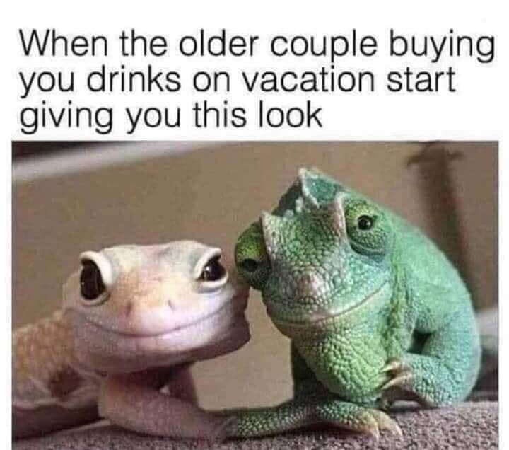 animal memes - you drinks on vacation starten When the older couple buying you drinks on vacation start giving you this look