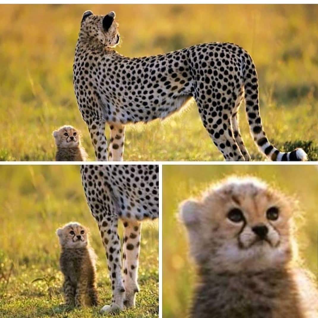 cheetah mom and baby