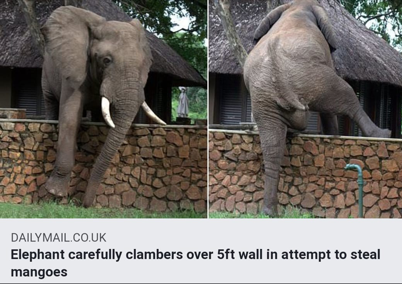 indian elephant - Pa Dailymail.Co.Uk Elephant carefully clambers over 5ft wall in attempt to steal mangoes