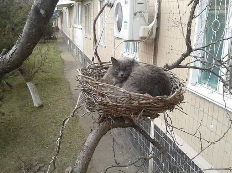 cat in nest