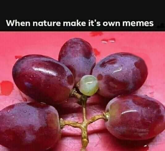 nature makes its own memes - When nature make it's own memes