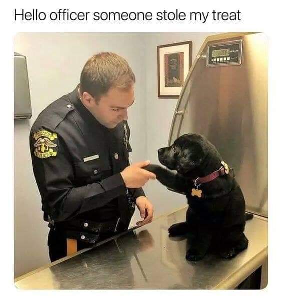 hello officer someone stole my treat - Hello officer someone stole my treat