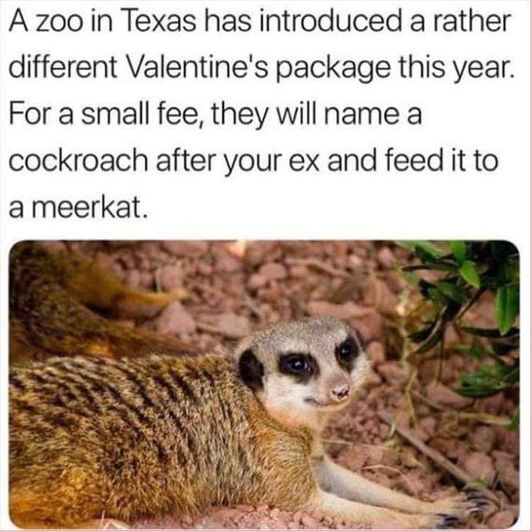 meerkat - A zoo in Texas has introduced a rather different Valentine's package this year. For a small fee, they will name a cockroach after your ex and feed it to a meerkat.