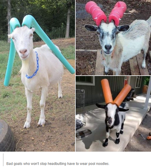 goats with pool noodles - Bad goats who won't stop headbutting have to wear pool noodles
