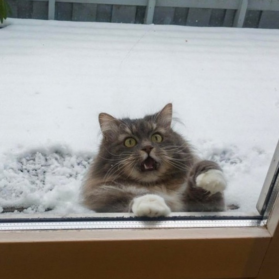 cats hate snow
