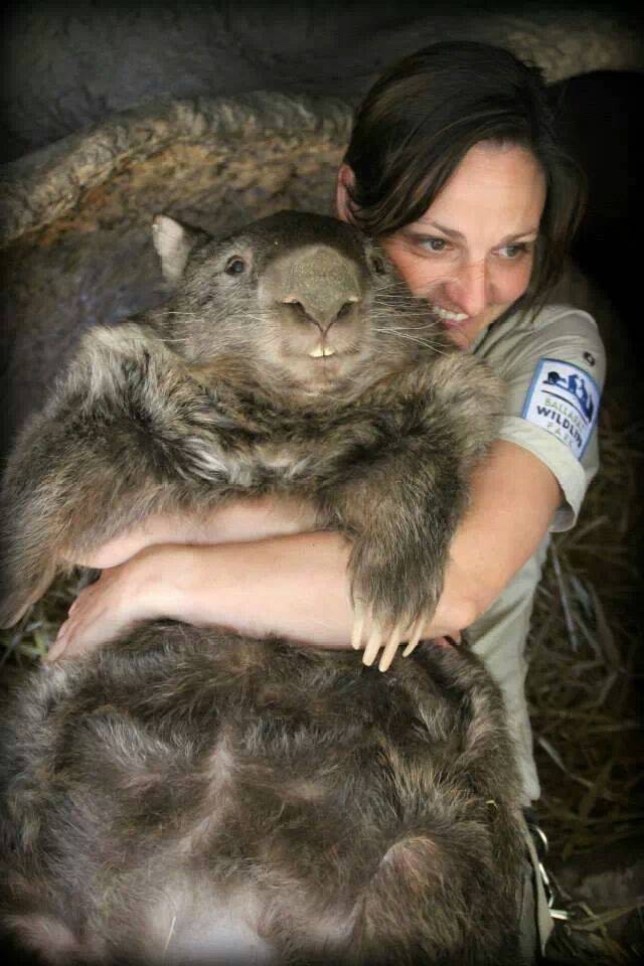 world's largest wombat