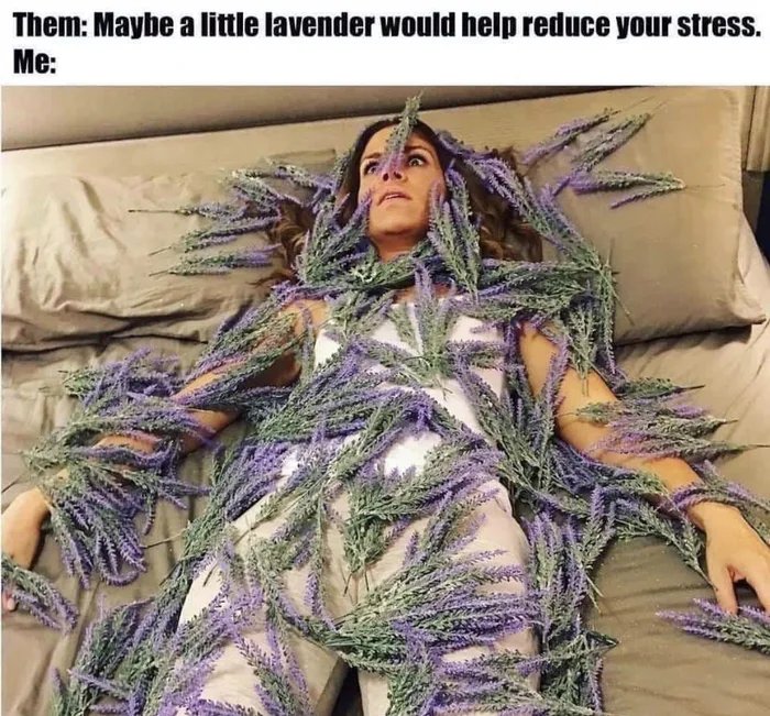 lavender reduces stress meme - Them Maybe a little lavender would help reduce your stress. Me