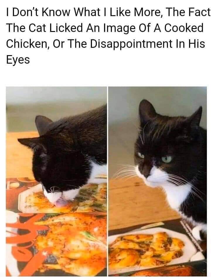 I Don't Know What I More, The Fact The Cat Licked An Image Of A Cooked Chicken, Or The Disappointment In His Eyes
