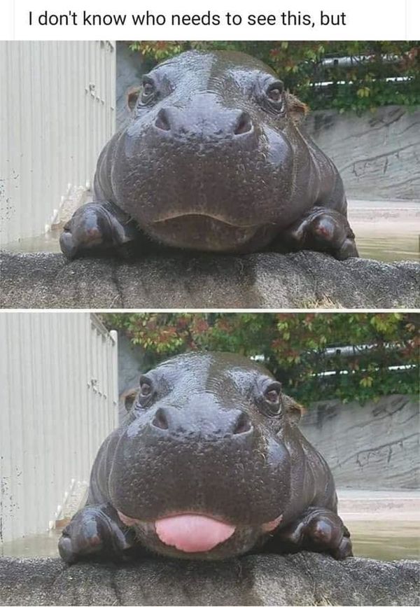 cute baby hippopotamus - I don't know who needs to see this, but