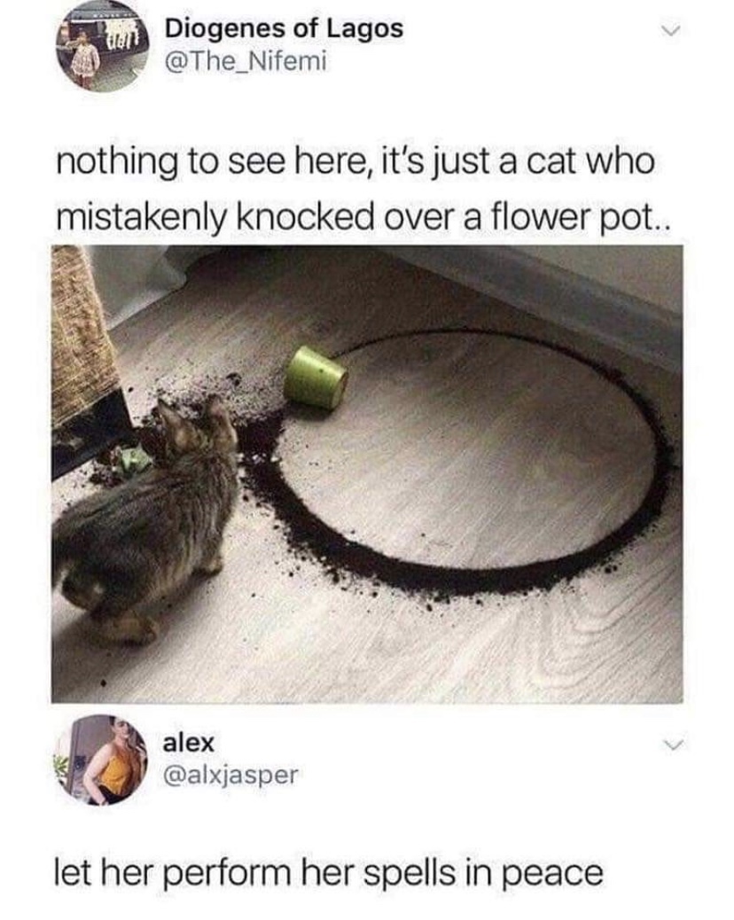stupid funny - Diogenes of Lagos nothing to see here, it's just a cat who mistakenly knocked over a flower pot.. alex let her perform her spells in peace