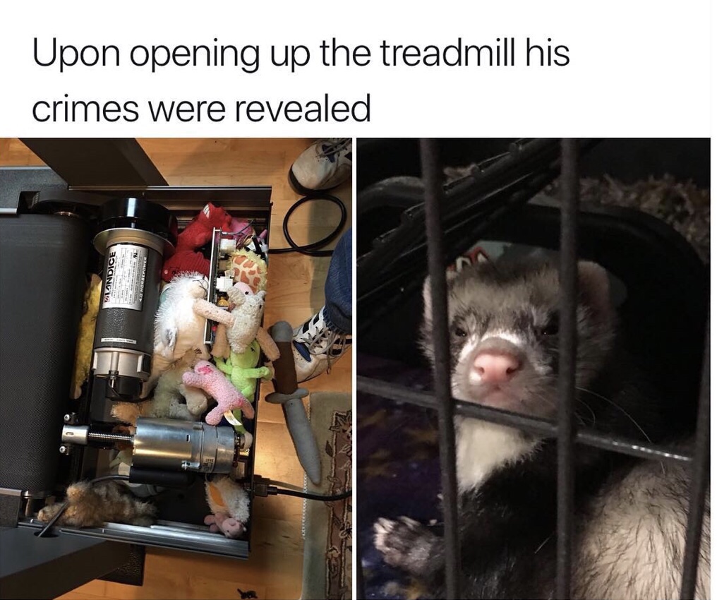 ferret stash treadmill - Upon opening up the treadmill his crimes were revealed Wandice